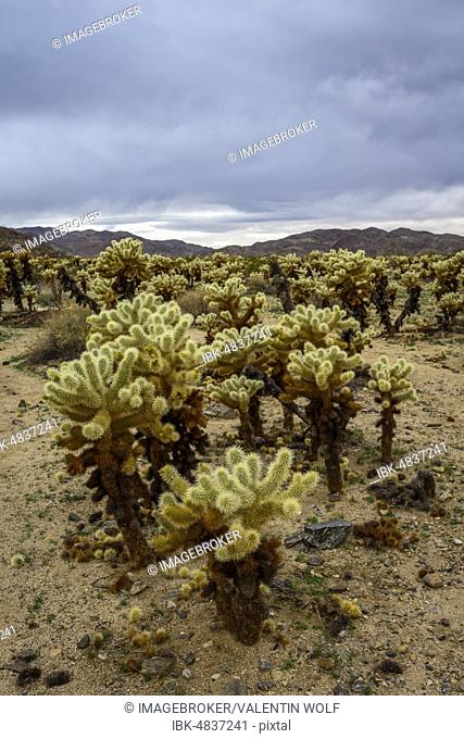 Desert landscape with Teddy-bear chollas (Cylindropuntia bigelovii), Cholla Cactus Garden Trail, Joshua Tree National Park, Desert Center, California, USA