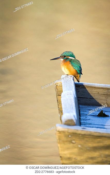 Common Kingfisher (Alcedo atthis) female perched on wooden boat. Lower Silesia. Poland