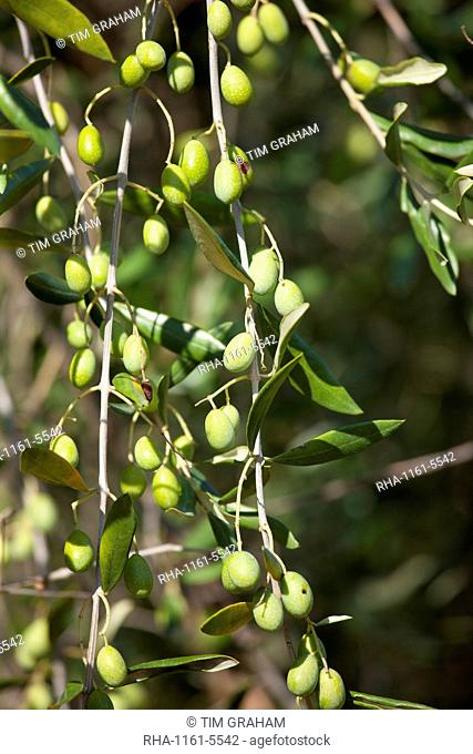 Olive branch on tree at Pontignanello in Chianti, Tuscany, Italy