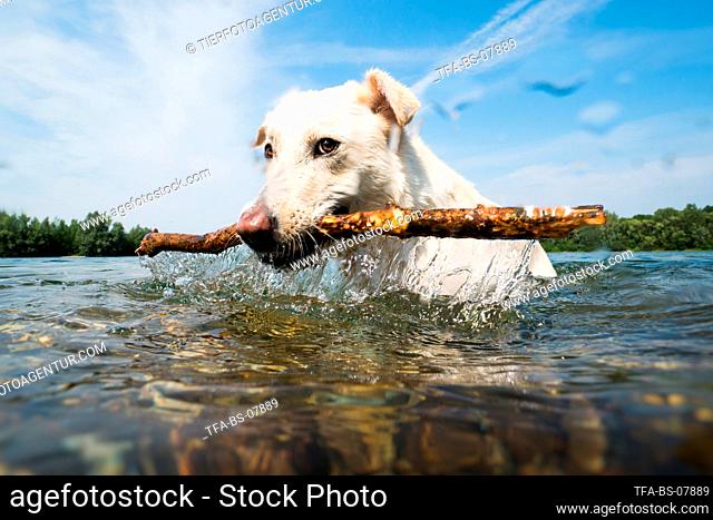 Labrador-Retriever-Mongel in the water