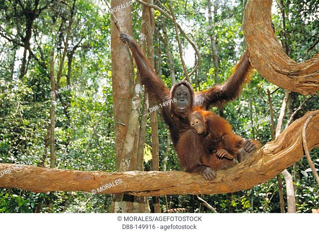 Bornean Orangutan (Pongo pygmaeus). Borneo
