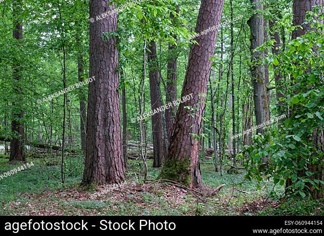 Deciduous stand with hornbeams and old pine trees in springtime, Bialowieza Forest, Poland, Europe