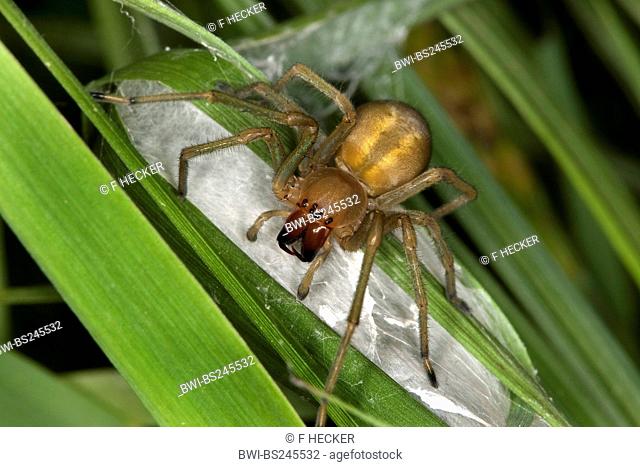 European sac spider, yellow sack spider Cheiracanthium punctorium, at its nest, web sac, Germany
