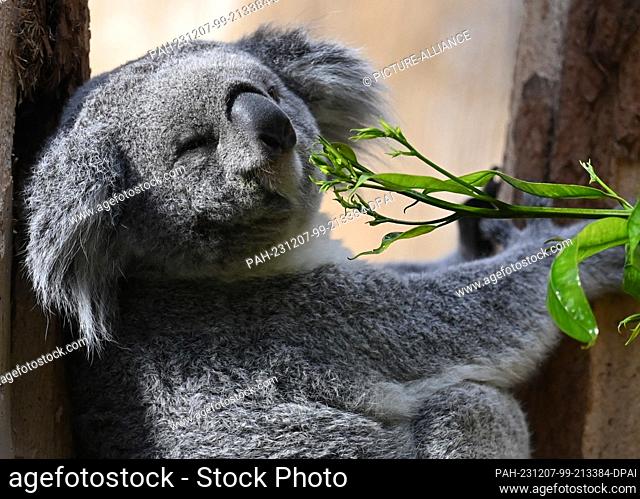 07 December 2023, Saxony, Leipzig: The female koala Erlinga enjoys her food. At the end of November, the two-year-old female koala from Duisburg Zoo came to...
