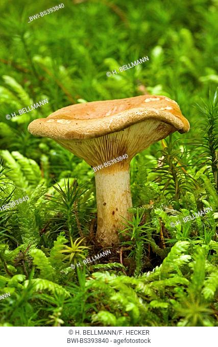 Brown roll-rim, Common roll-rim, Poison pax (Paxillus involutus), fruiting body on mossy ground, Germany