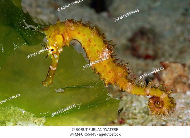Yellow Seahorse, Hippocampus polytaenia, Komodo, Indonesia