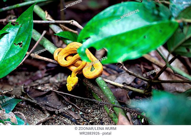 Yellow Eyelash Palm Pit Viper / Bothriechis schlegelii / Costa Rica / Cahuita