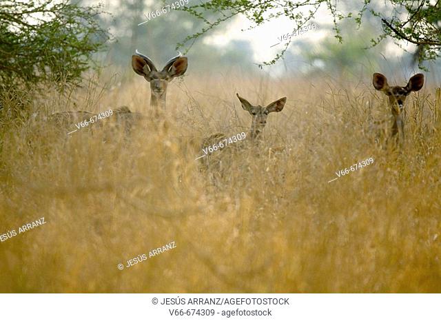 Impala (Aepyceros melampus). Gorongosa National Park. Mozambique
