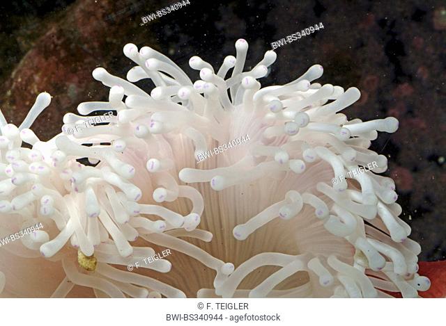 magnificent anemone, magnificent sea anemone (Heteractis magnifica), tentacles of a magnificent anemone