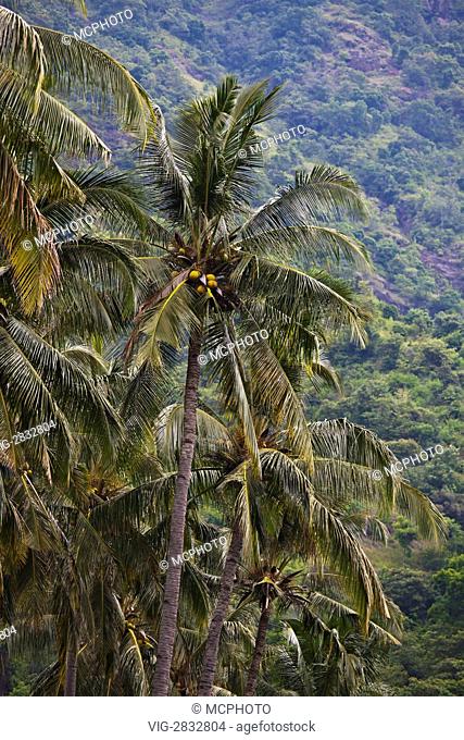 COCONUT TREES grow in a rich agriculture valley near PEMUTERAN - BALI, INDONESIA - 12/12/2010