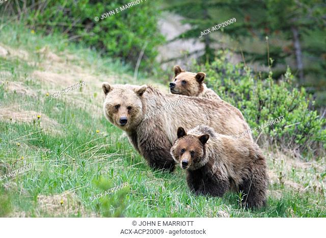 Grizzly bear Ursus arctos horribilis sow and two yearling cubs feeding in a subalpine meadow in the Rocky Mountains, Western Canada