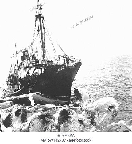 baleniera sovietica traina le balene catturate, 1964