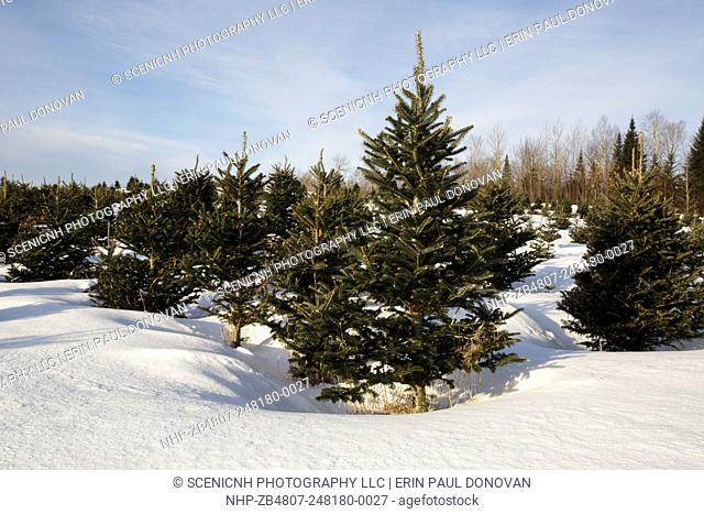 Fraser fir trees at The Rocks Estate in Bethlehem, New Hampshire USA during the winter months