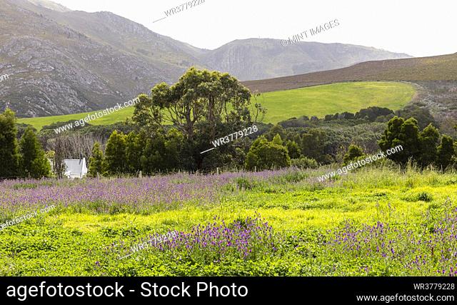 Landscape, Stanford Valley Guest Farm, Stanford, Western Cape, South Africa