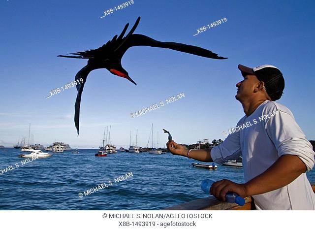 Great frigatebird Fregata minor taking handouts from a fisherman in Puerto Ayora on Santa Cruz Island, in the Galapagos Island Archipelago