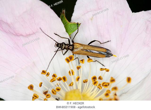Pollen-feeding Beetle, Thick-legged Flower Beetle (Oedemera femorata), sitting on a rose flower, Germany