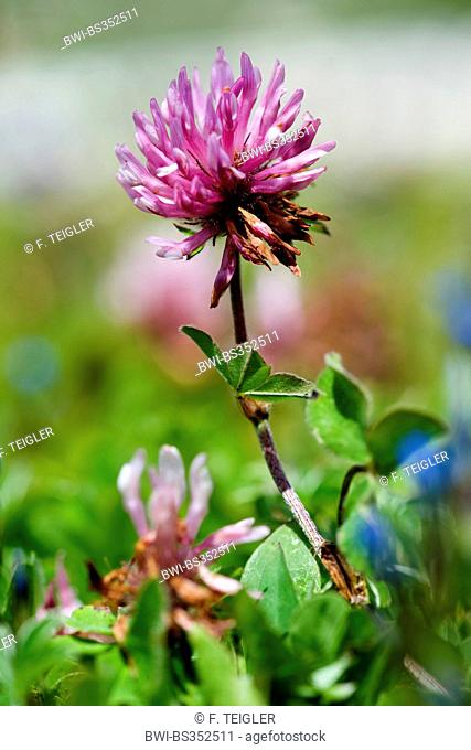 red clover (Trifolium pratense), inflorescence, Germany