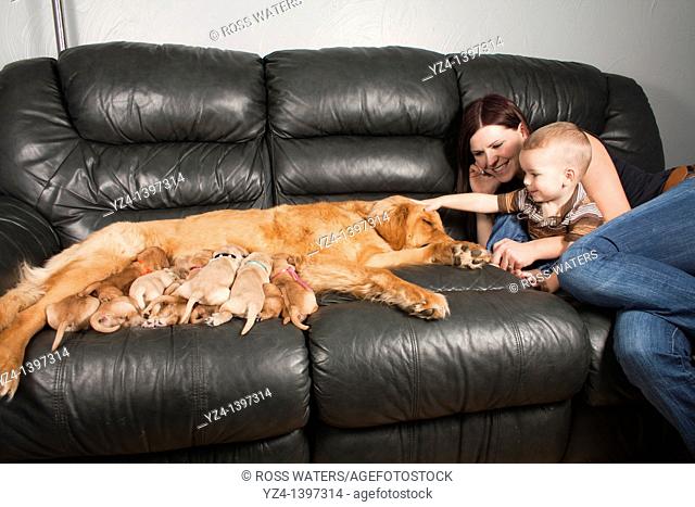 A mother and toddler sitting with their Golden Retriever female dog and her eleven one-week-old puppies