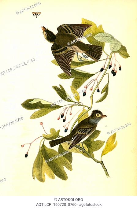 Small Green-crested Flycatcher. 1. Male; 2. Female. (Sassafras. Laurus sassafras.), Audubon, John James, 1785-1851