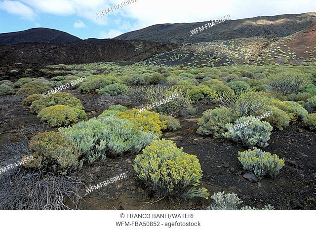 mountains and bushes, El Hierro, Canary Islands, Spain