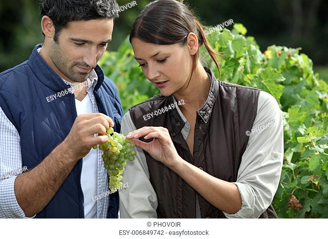 Couple examining grape vine