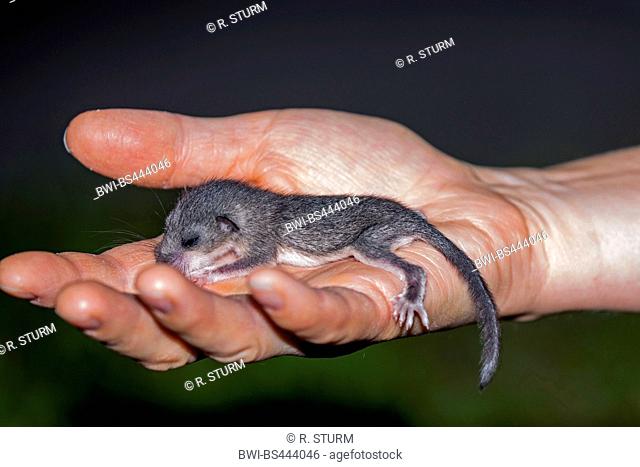 edible dormouse, edible commoner dormouse, fat dormouse, squirrel-tailed dormouse (Glis glis), young animal sleeping in the hand of the keeper, side view