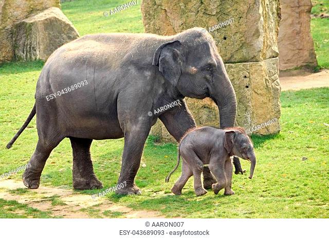 Asian elephant with calf in the zoo