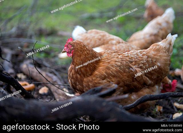Chicken, Brown Chickens, Farm, Free Range