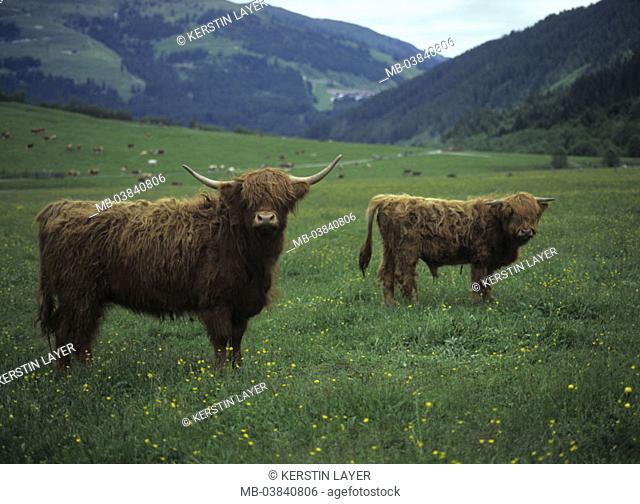 Scots highland cows, Almwiese