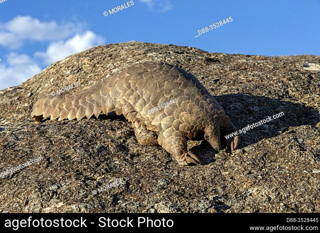 Africa, Namibia, Private reserve, Ground pangolin, also known as Temminck's pangolin or Cape pangolin, (Smutsia temminckii), controlled conditions