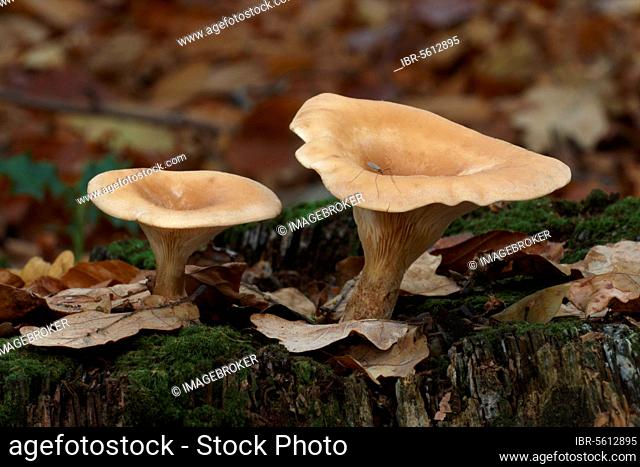 Common common funnel (Clitocybe gibba) fruiting body, with crane fly, growing in woodland, Leicestershire, England, United Kingdom, Europe