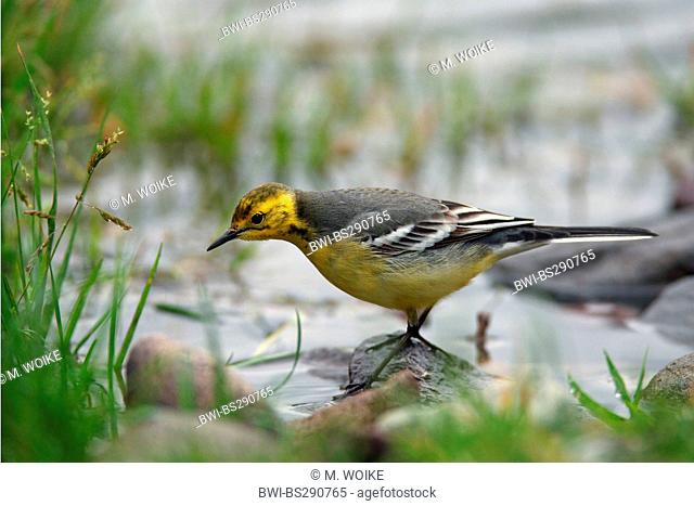citrine wagtail (Motacilla citreola), male sitting on a stone on a shore, Greece, Lesbos