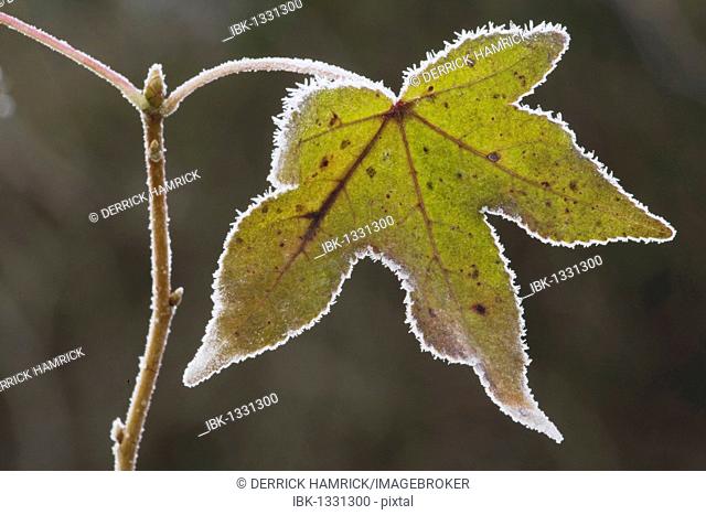 American Sweetgum (Liquidambar styraciflua), leaf frost covered, Lillington, North Carolina, USA