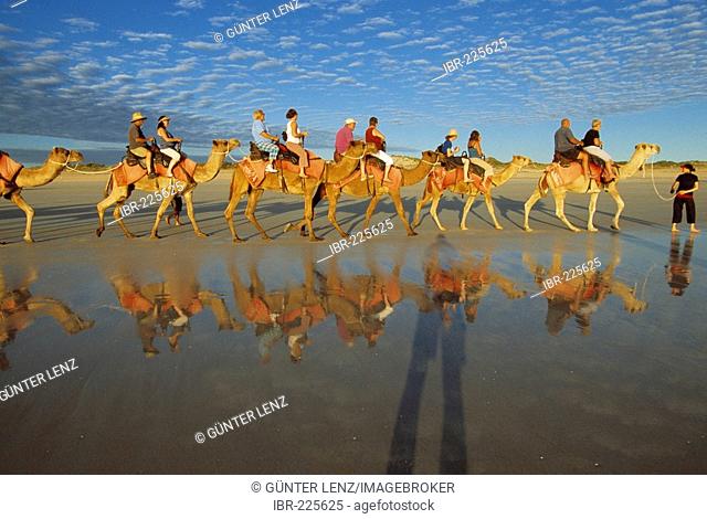Camel caravan, Cable beach, Broome, West Australia, Australia