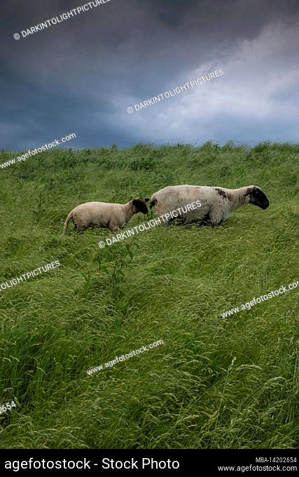 A ewe with lamb on a dike in Freiburg in Lower Saxony, Germany