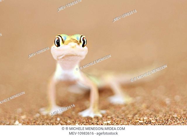 Namib Sand / Web Footed Gecko Namib Desert, Namibia, Africa (Pachydactylus rangei)