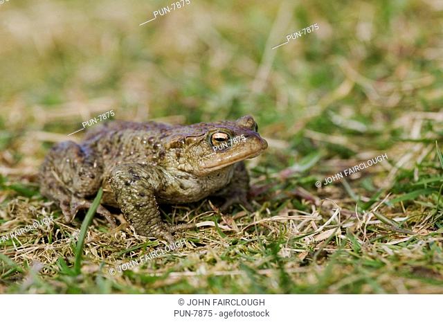 Common toad Bufo bufo on grass
