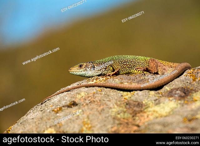 Inactive european green lizard, lacerta viridis, with long tail sunbathing in summer nature. Female reptile with a long tail sunlit in the morning