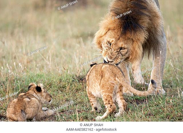 Mature male lion warns off approaching cubs aged 6-9 months (Panthera leo). Maasai Mara National Reserve, Kenya. Dec 2008