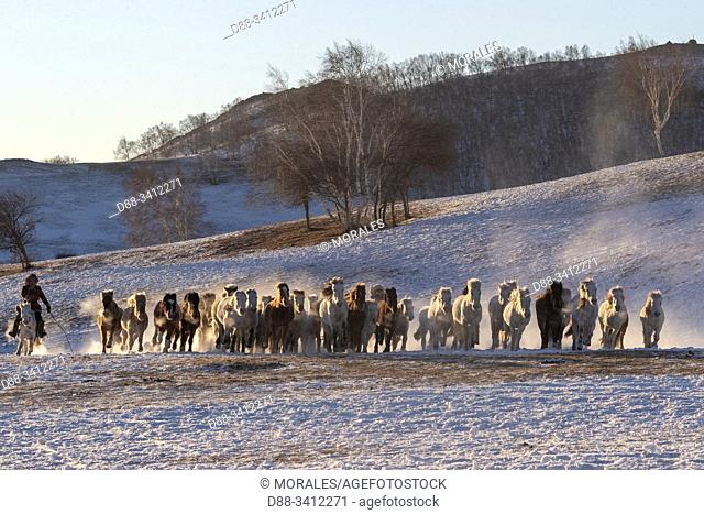 China, Inner Mongolia, Hebei Province, Zhangjiakou, Bashang Grassland, Mongolian horsemen lead a troop of horses running in a meadow covered by snow