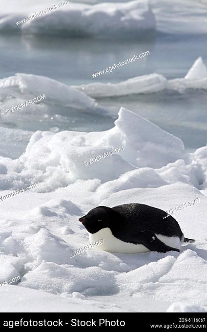 Adelie Penguin which lies on the frozen ocean