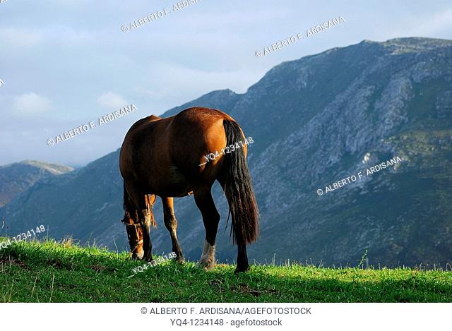 Horse grazing along the mountains of Asturias Llanes Posada Cuera