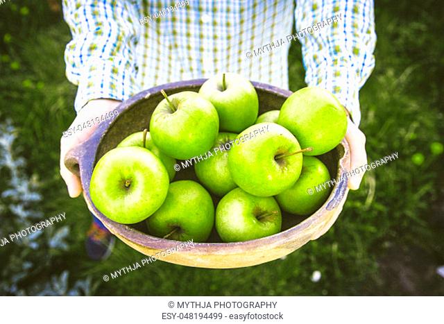 Organic fruit. Farmers hands with freshly harvested fruit. Fresh organic apples