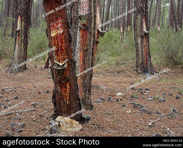 Rodeno pine (pinus pinaster) forest in Talayuelas, exploited to extract resin from them, Talayuelas, Cuencia mountain range, Castile-la-Mancha
