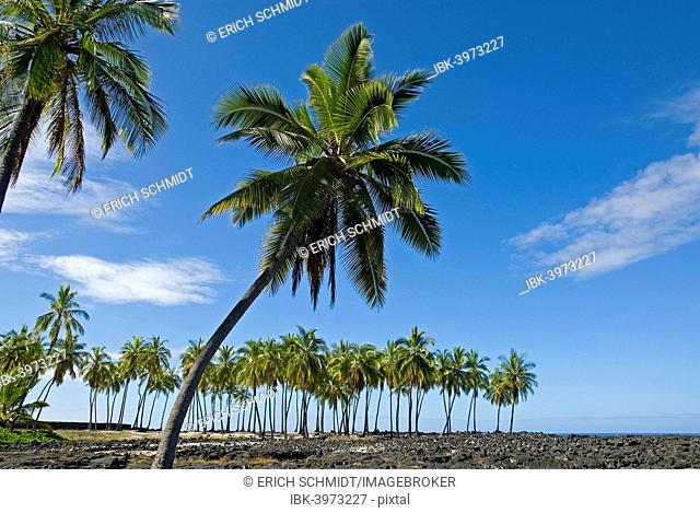Palm grove, Pu'uhonua O Honaunau National Historical Park, Big Island, Hawaii