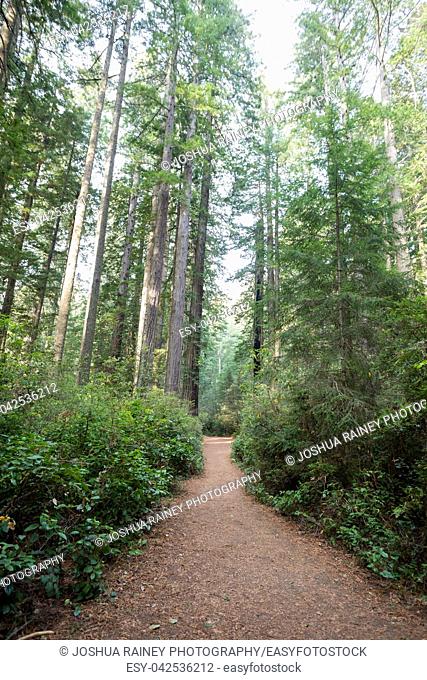 Hiking trails at the Lady Bird Johnson Grove Trail in California Redwoods National Park and State Parks