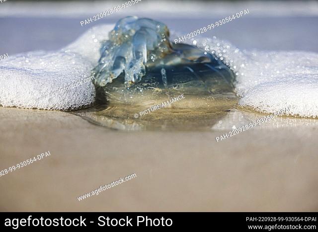 28 September 2022, Schleswig-Holstein, Westerland/Sylt: A blue nettle jellyfish is washed by water in the sunshine on Brandenburg beach