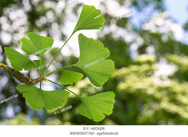 maidenhair tree, Ginkgo Tree, Gingko Tree, Ginko Tree (Ginkgo biloba), leaves at a short shoot