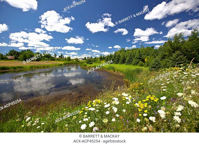 Blueberry field, Diligent River, Bay of Fundy, Nova Scotia, Canada