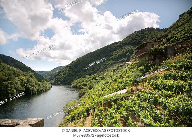 Ribera Sacra in Chantada near Belesar, wine region, Galicia, Spain